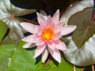 pink water lily flower blooming 