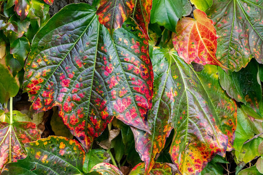 Feuille de vigne vierge très colorée en automne formant une peinture avec des couleurs de rouge sur une feuille verte