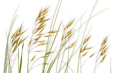 Meadow wild herbs isolated on white background. Wild cereal herbs with spikelets and seeds for...