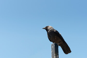 Jackdaw against clear sky