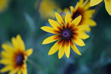 Obraz premium yellow red flowers rudbeckia flower buds macro photography