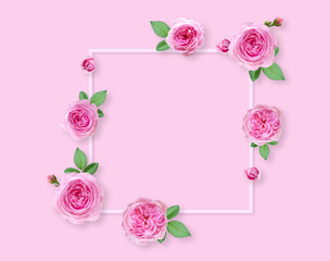 Rose flowers on white background with copy space for design, text. Top view of pink roses