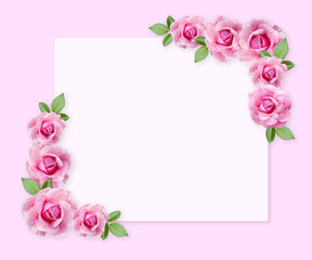 Rose flowers on white background with copy space for design, text.