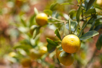 Kumquat fruit or Citrus japonica thumb