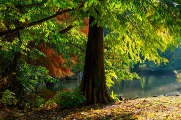 A beautiful view of the autumn forest. A thick branched tree on the shore of forest lake against a background of orange foliage. Beautiful falling light from the warm autumn sun.