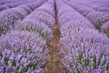 Plakat Lavender fields at the summer day, natural color