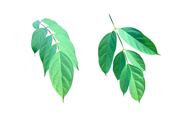 Isolated broken bones leaf , damocles leaf or indian trumpet leaf with clipping paths.