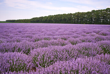 Fototapeta na wymiar Lavender fields at the summer day, natural color