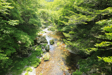 愛媛県内子町　小田深山渓谷　安芸貞橋からの風景