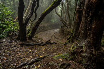 Hiking grail in ancient Anaga forest, Canary islands