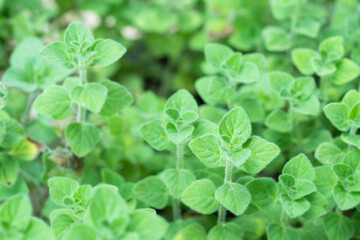 Fresh oregano in the garden.herb in nature
