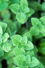 Fresh oregano in the garden.herb in nature