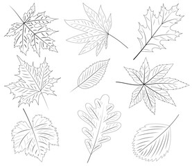 doodle tree leaf set sketch isolated