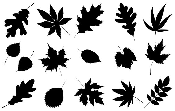 leaves set black silhouette isolated, vector