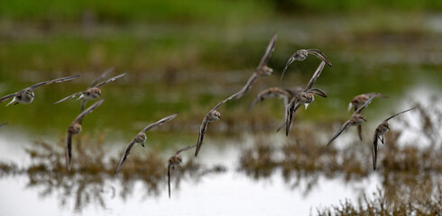 Little Stint // Zwergstrandläufer (Calidris minuta)
