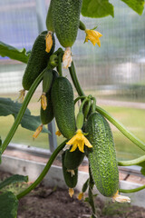 A magnificent harvest of cucumbers on a branch in a greenhouse. - 515006311