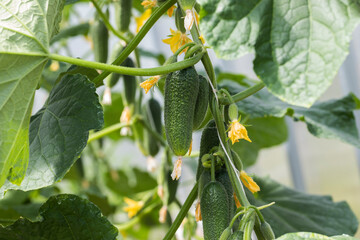 Young cucumbers on a branch grow a lot at once. - 515006374