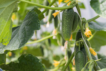 Cucumbers grow on a branch in a greenhouse. - 515006378
