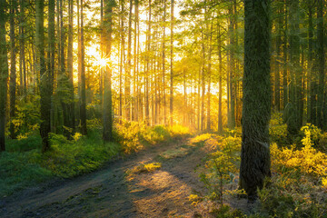 Obraz premium Magical sunset in the forest.