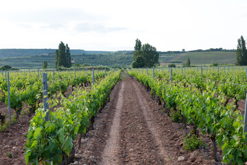 Fototapeta na wymiar Vineyards in spring before harvest in the Rioja area, Spain.
