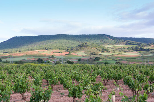 Vineyards in spring before harvest in the Rioja area, Spain.