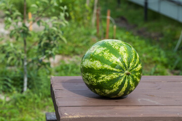 A beautiful watermelon is lying on a wooden table outside. - 515006542