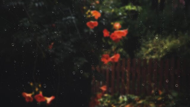 Rain falling on the window, flowing raindrops and the soothing sound of rain, and the beautiful jacaranda blooming on the wall of the flower garden