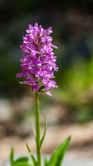 Obraz premium flowers in the forest