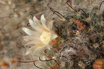 Macro photo of a small cactus flower.
