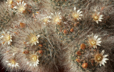 The cactus blooms with small white flowers
