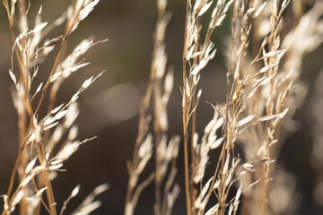 grass in the morning