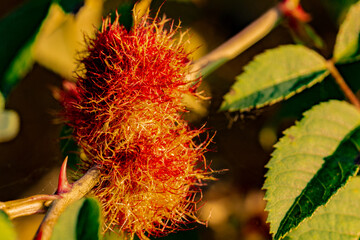 mossy rose gall on a dog rose