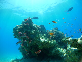 Fototapeta na wymiar Spectacular Coral reef and water plants in the Red Sea, Eilat Israel
