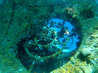 Coral reef and water plants in the Red Sea, Eilat Israel
