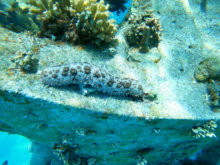Sea cucumber in the Red Sea Colorful and beautiful, Eilat Israel
