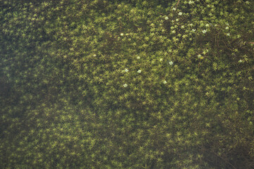 Obraz na płótnie Canvas green moss background