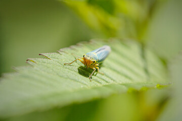 Colorful small cicada macro