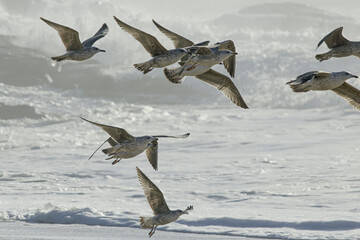 Soft backlit flock of seagulls in flight over sea