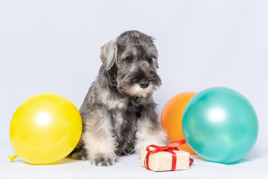 Miniature schnauzer sitting next to a gift box and colorful balloons on a white background, copy space. Dog birthday. Holiday concept. Bearded miniature schnauzer puppy.