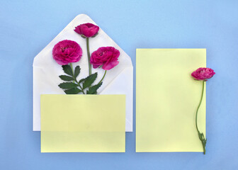 Pink flowers buttercup postal envelope with paper card note with space for text on a blue background. Top view, flat lay
