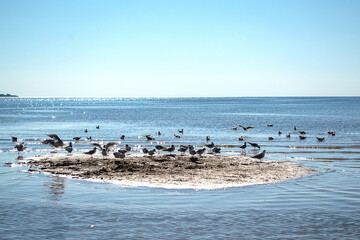 A flock of seagulls on a sandy island in the sea