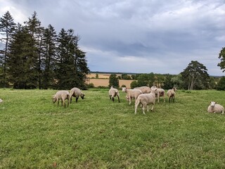 Naklejka na ściany i meble Sheep in Burgundy, France - June 2022