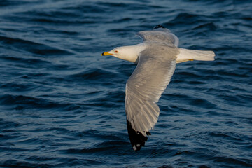 Fototapeta na wymiar A ringed-bill seagull, Larus delawarensis, with wings spread wide, skims the surface of Lake Michigan at Grand Haven, Michigan.