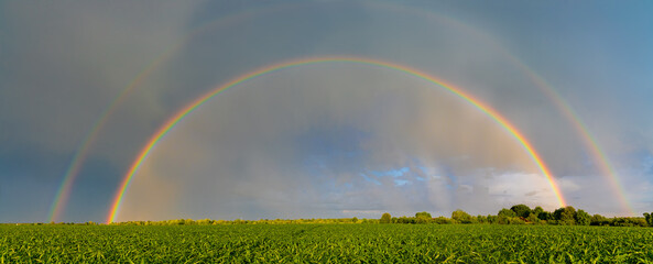 Panorama of whole double rainbow in summer cloudy sky over a green cornfield after rain for wide banner and ecological concept.