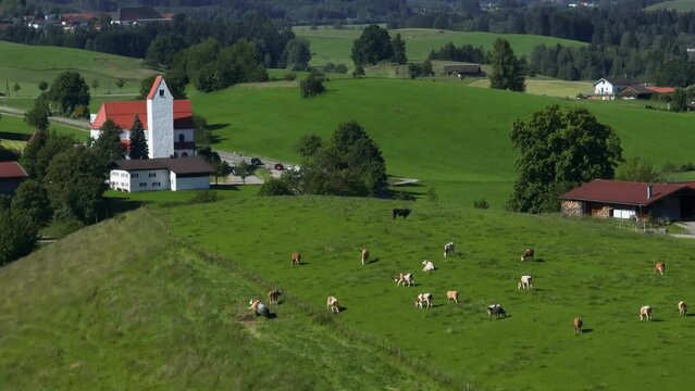 Grasende Kuherde auf einer großen Weide im bayerischen Allgäu