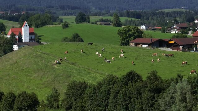 Naturnahe Weidehaltung im Allgäuer Alpenvorland nahe Rieden am Forggensee