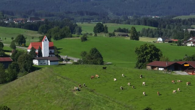 Glückliche Kühe auf einer saftigen Weide  im Ostallgäu
