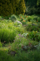 rock garden with summer plants