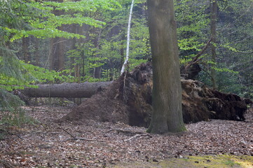 Landscape in Spring in the Park Halifax in the Town Soltau, Lower Saxony