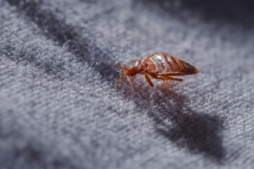 Bed bug Cimex lectularius at night in the moonlight on a bed linen  - obrazy, fototapety, plakaty
